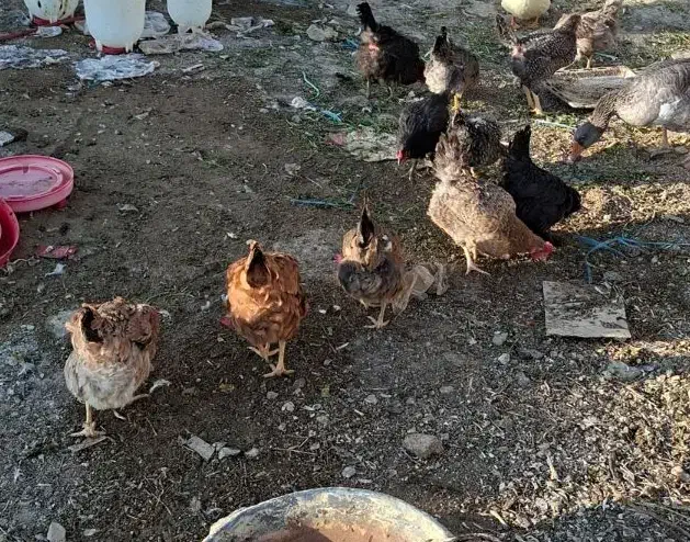 مرغ رسمی تخم گذار|حیوانات مزرعه|رودهن, |دیوار