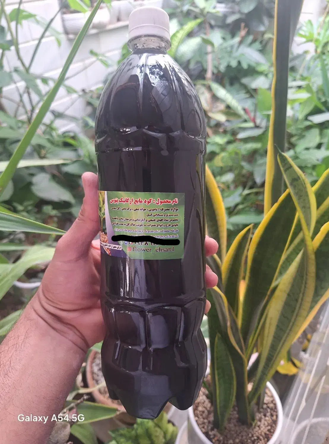 راهنمایی داوطلبانه گلهایی آپارتمانی وطبیعی|فعالیت داوطلبانه|کرمانشاه, |دیوار