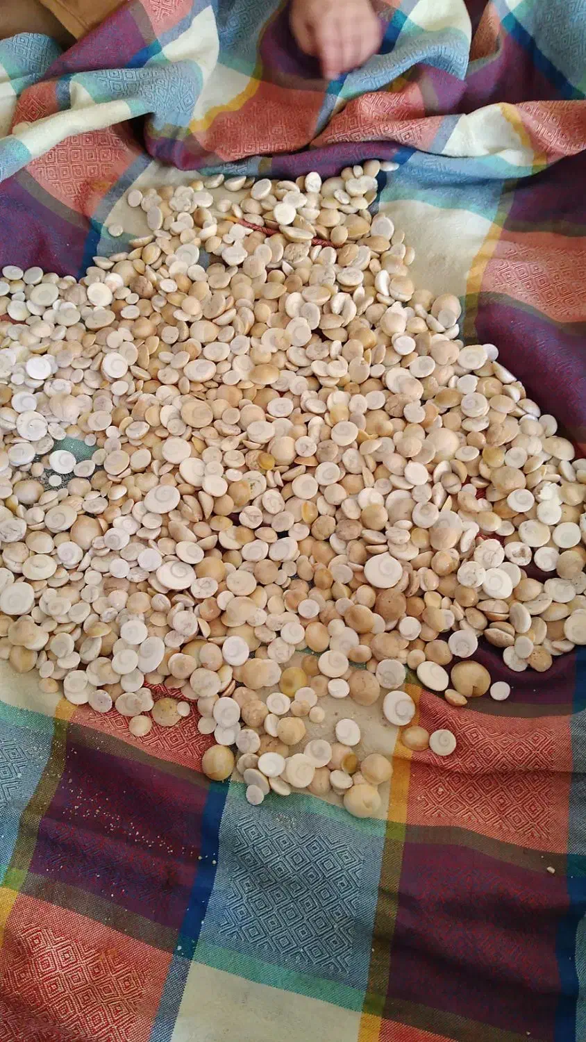 مهره صدفی یا مهره دریایی|زیورآلات و اکسسوری|شیبکوه (فارس), |دیوار