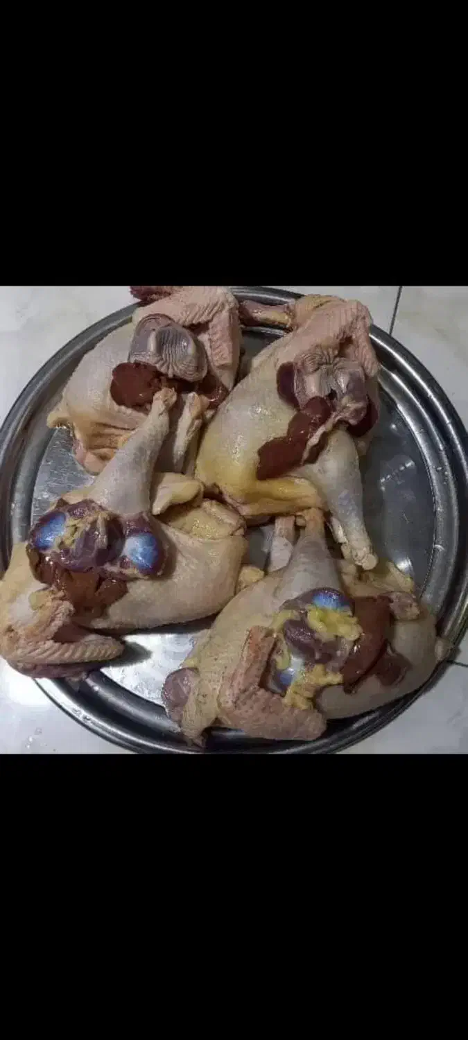 اردک|حیوانات مزرعه|رشت, فلسطین|دیوار