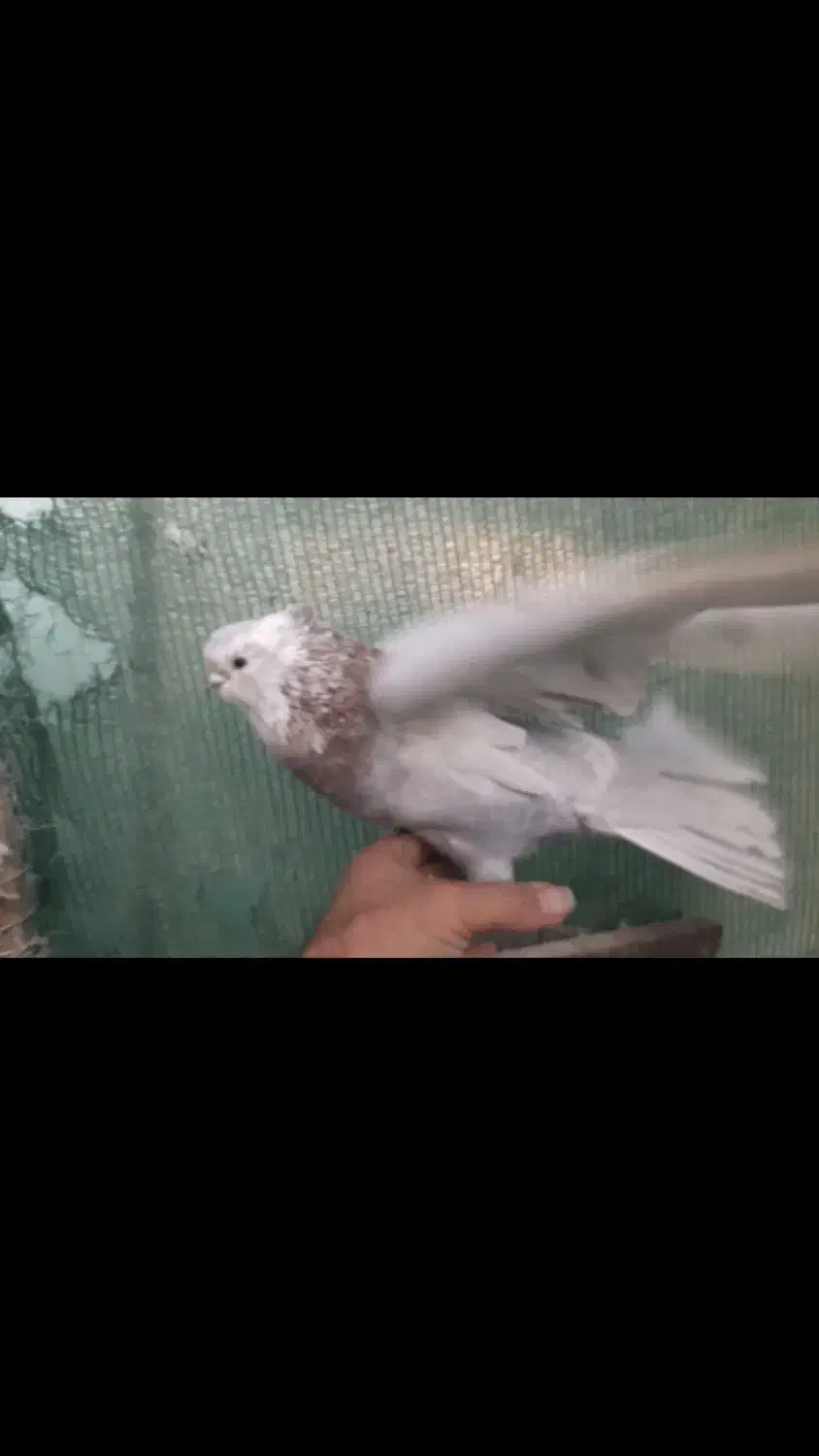 کبوتر کوتاه قنار|پرنده|شاهرود, |دیوار