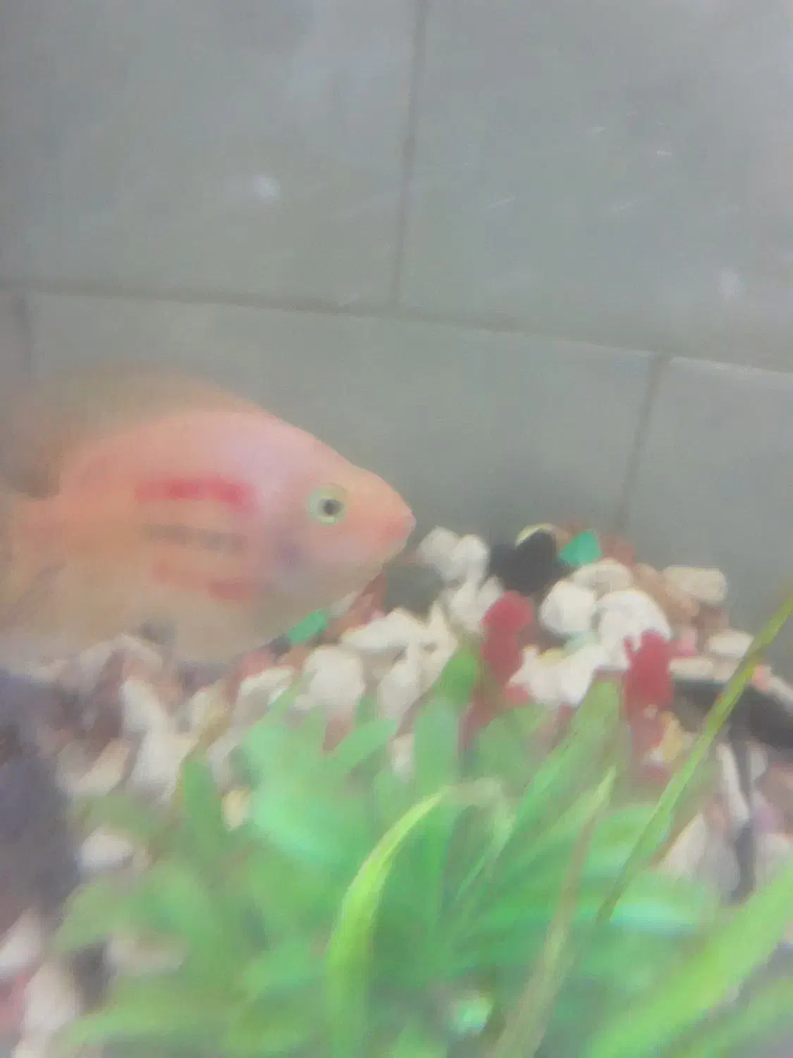 آکواریوم فروشی|ماهی|آستارا, |دیوار