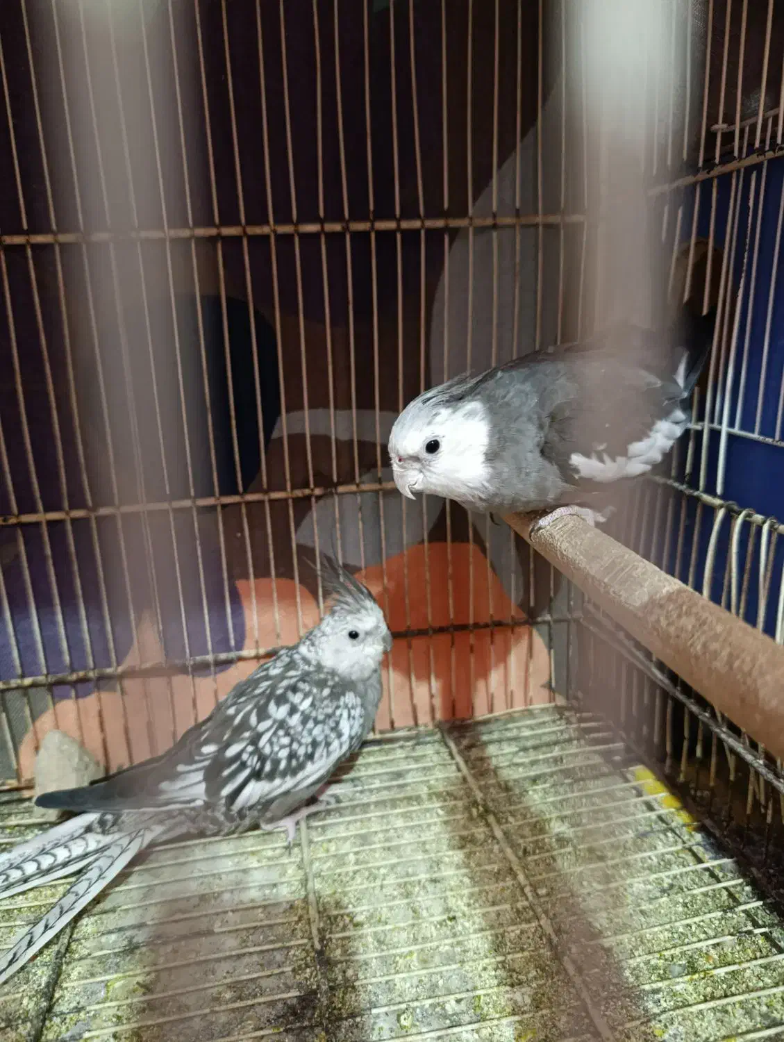 عروس|پرنده|هامون, |دیوار