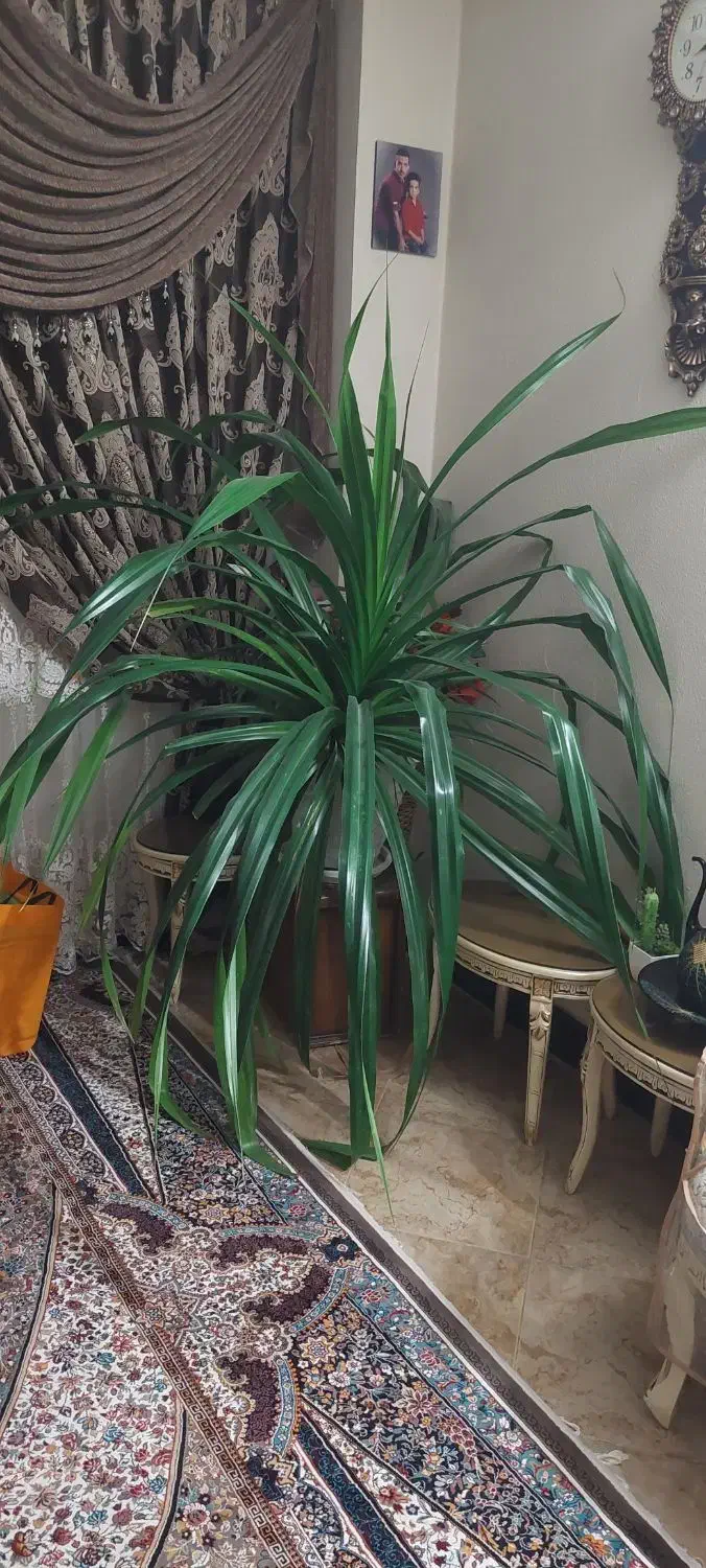 گل پاندانوس ۱۰ ساله خیلی بزرگ|گل و گیاه طبیعی|شاهین‌شهر, عطار|دیوار
