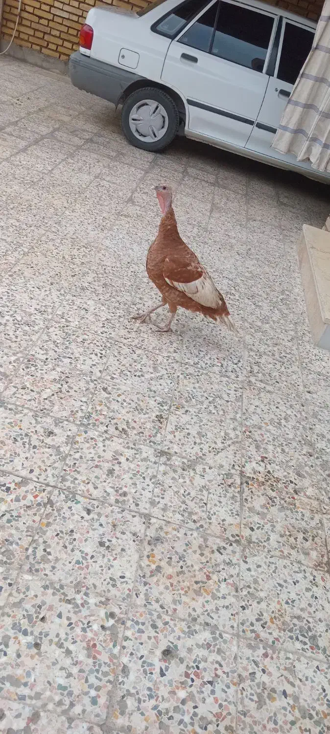 یک عدد بوقلمون ماده بارنگ خاس|حیوانات مزرعه|دزفول, |دیوار