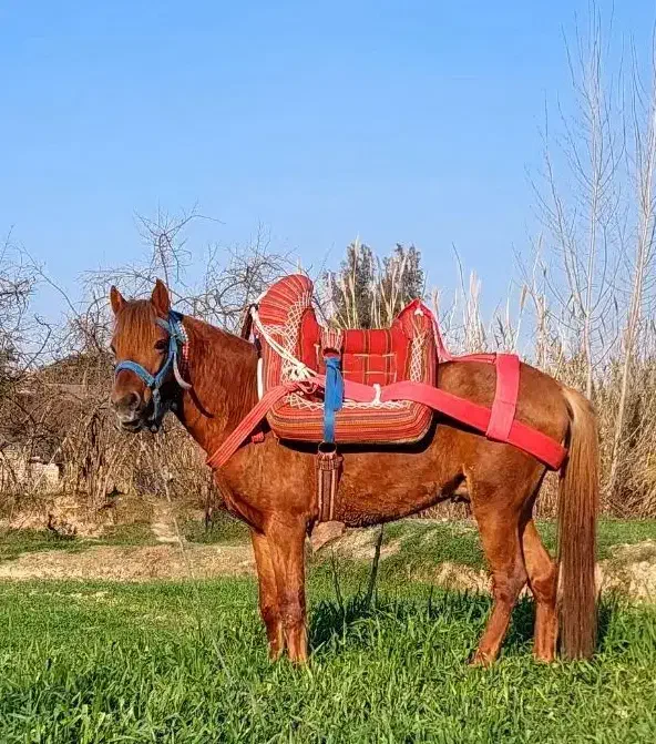 اسب یورقه|اسب و تجهیزات اسب‌سواری|گرگان, |دیوار