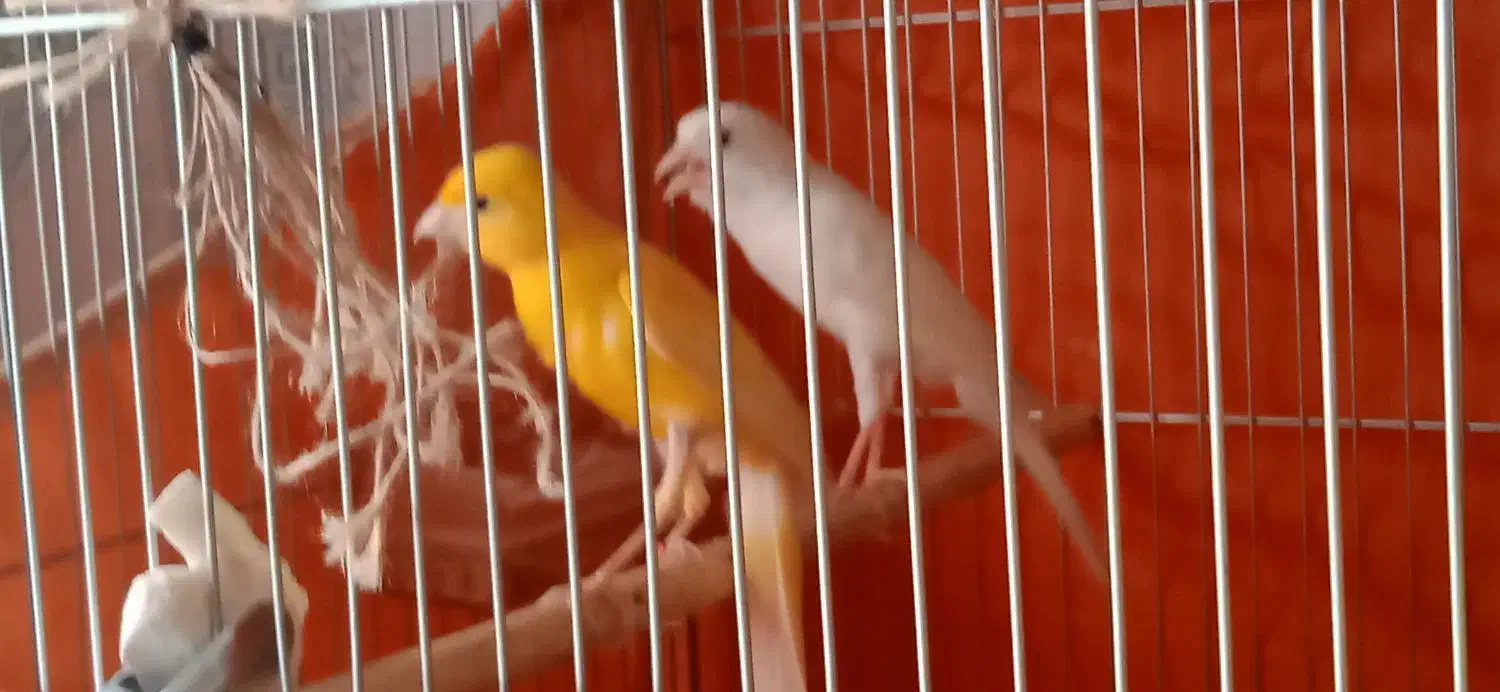 قناری ماده سفید|پرنده|فولادشهر, مسکن مهر فولادشهر|دیوار