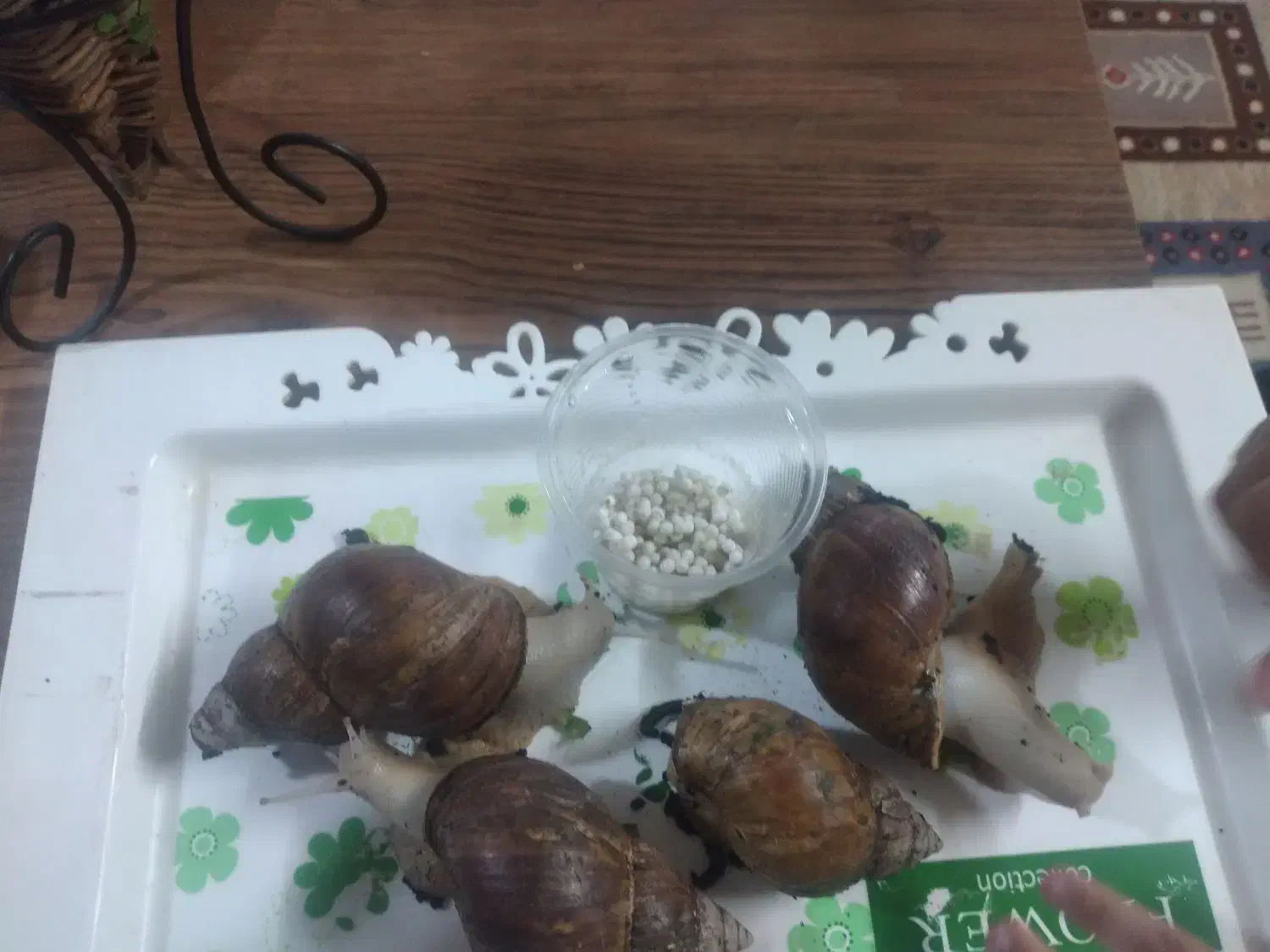 حلزون مولد|خزنده|قم, قلعه کامکار|دیوار