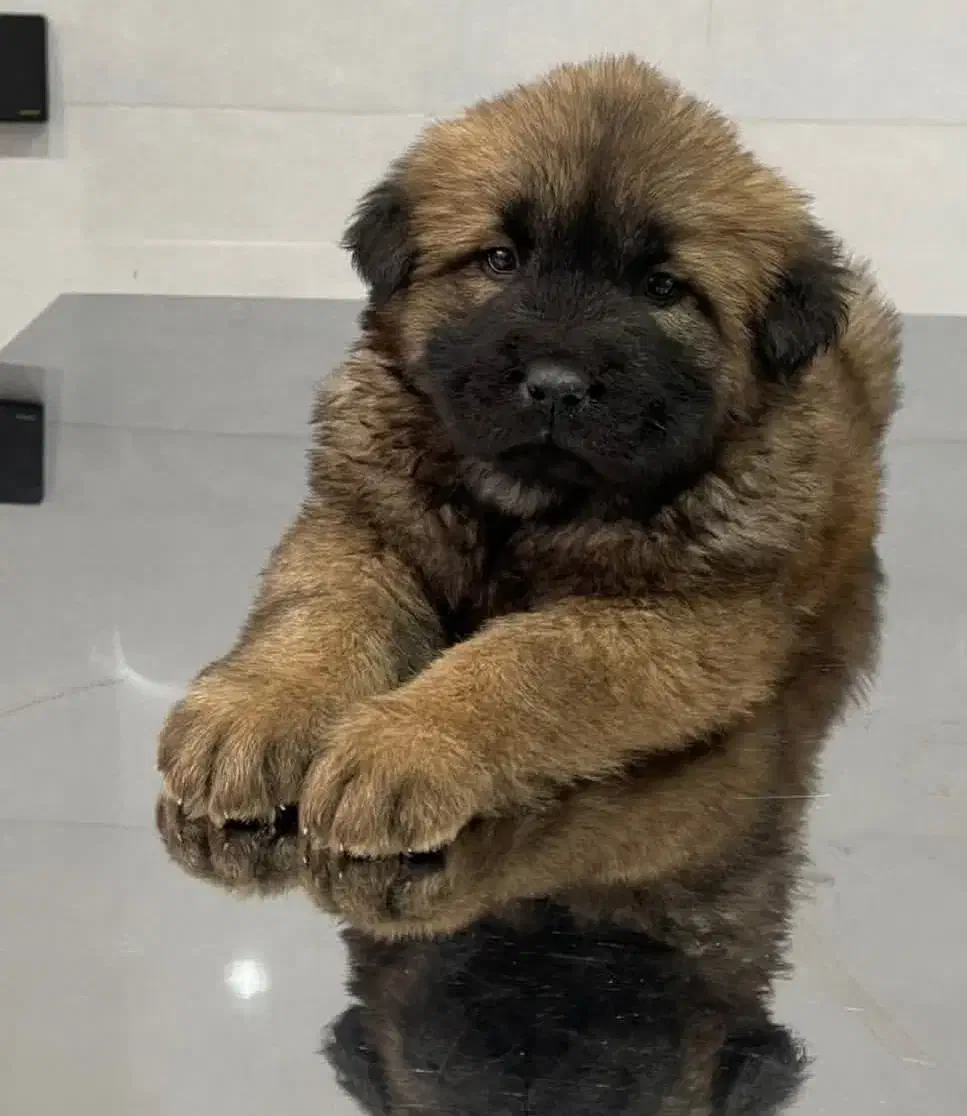 سگ چاو چاو|سگ|زنجان, |دیوار