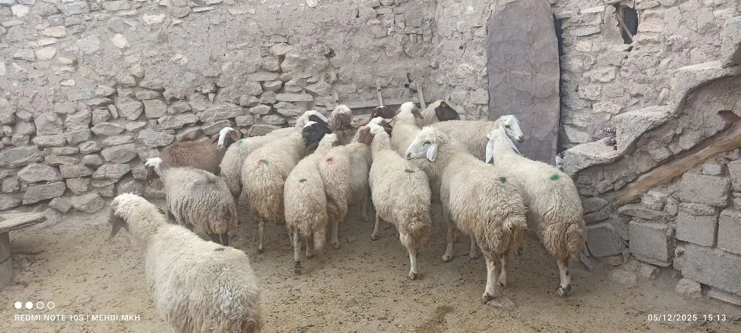 مالچه ۱۶عدد کمی سن دارن قیمت. ۲۵ملیون|حیوانات مزرعه|ماهیدشت, |دیوار