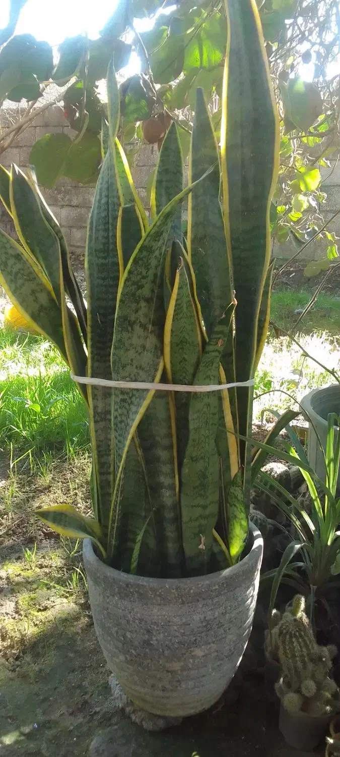 گل سانسوریا زیبا|گل و گیاه طبیعی|دابودشت, |دیوار