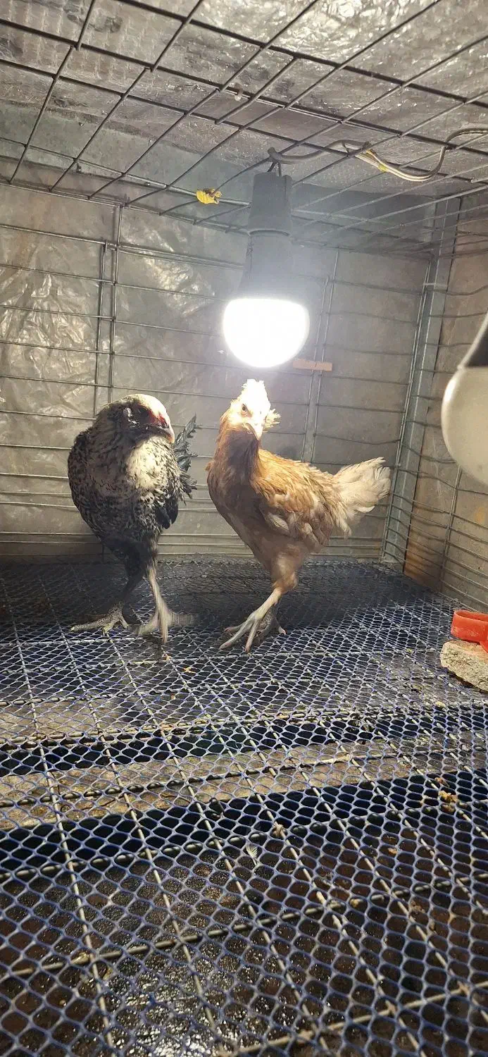 مرغ خروس|حیوانات مزرعه|تهران, افسریه شمالی|دیوار