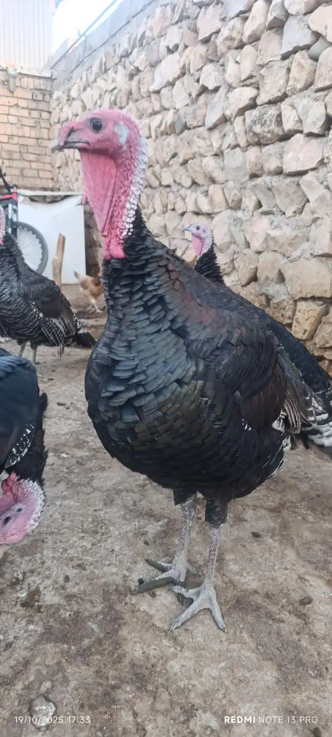 بوقلمون|حیوانات مزرعه|کوهدشت, |دیوار