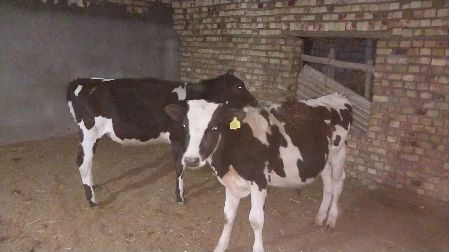 گوساله|حیوانات مزرعه|تربتحیدریه, باغ سلطانی|دیوار