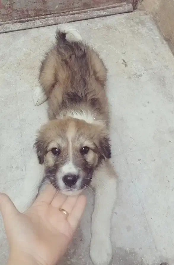 قدرجونی خوش ذات|سگ|شیراز, سعدیه شمالی|دیوار