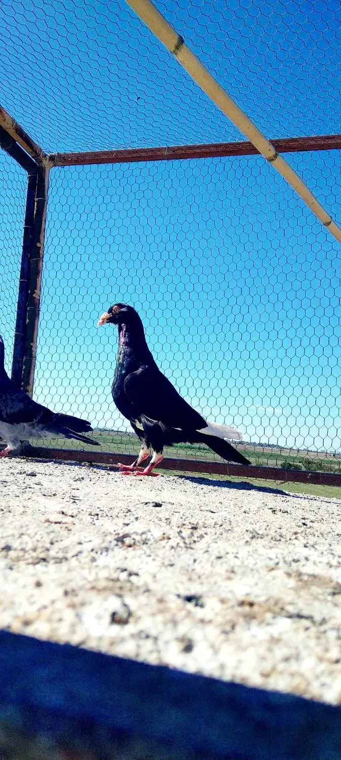 ۴ تا کبوتر|پرنده|گرگان, |دیوار