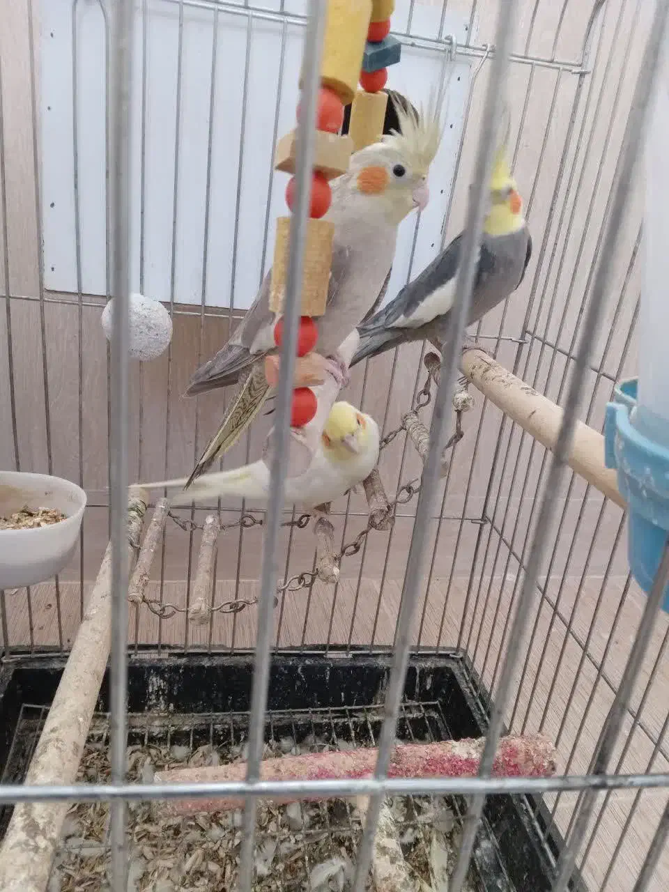 عروس هلندی|پرنده|تفت, |دیوار