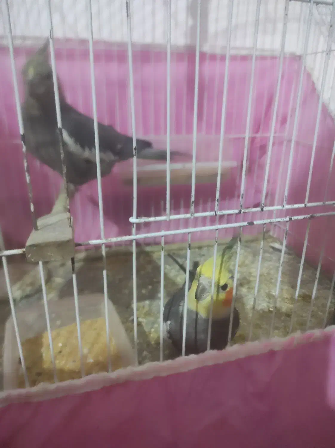 جفت عروس سالم|پرنده|صومعهسرا, |دیوار