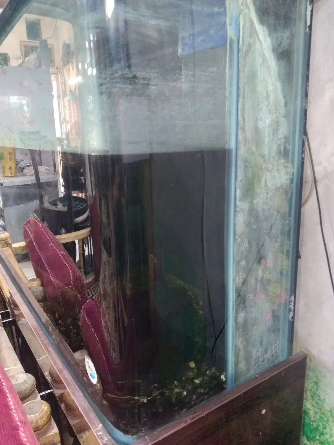 آکواریوم شیشه خم|ماهی|قم, چهار مردان|دیوار