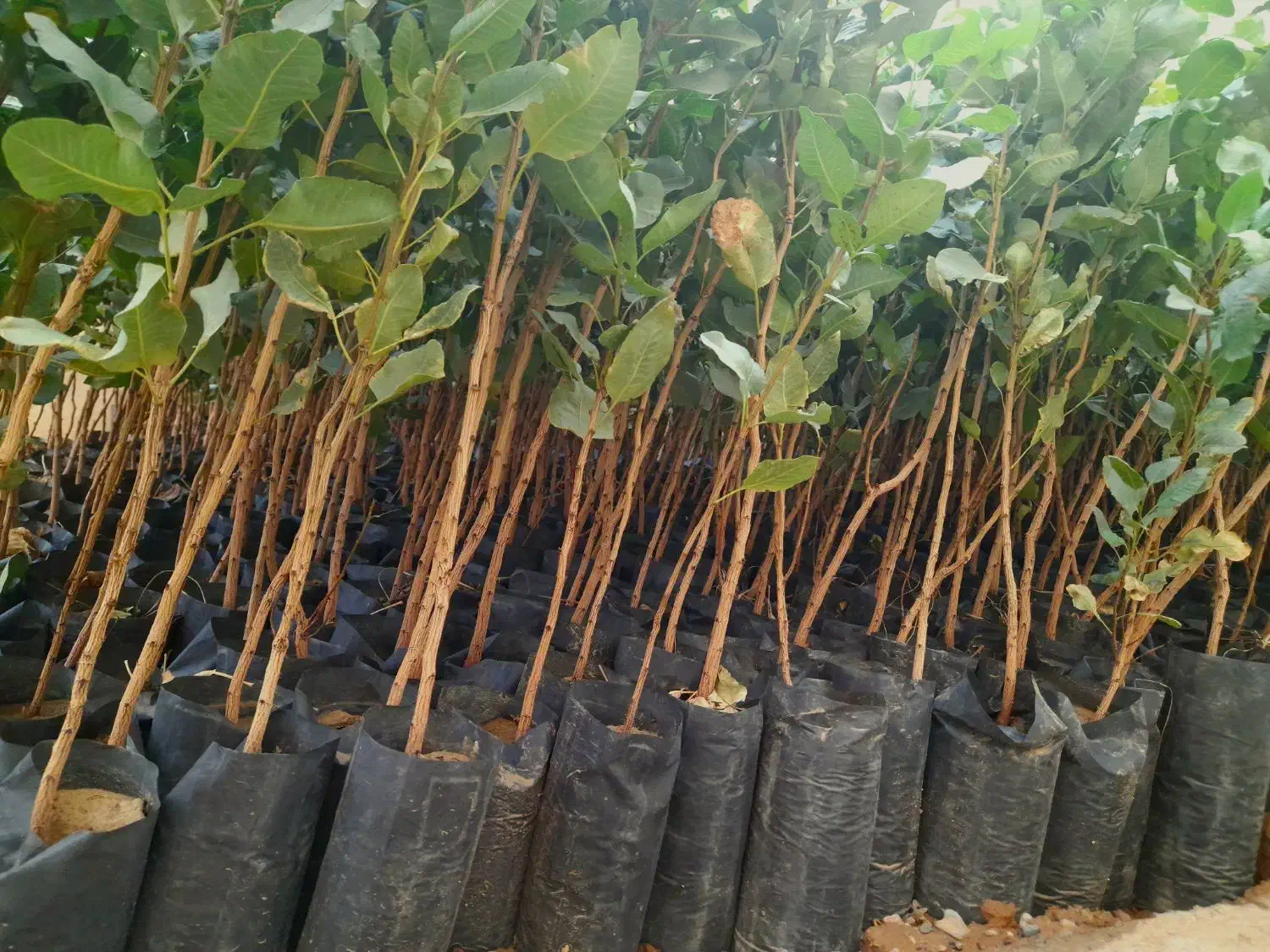 نهال پسته|خدمات باغبانی و درختکاری|مشهد, انصار|دیوار