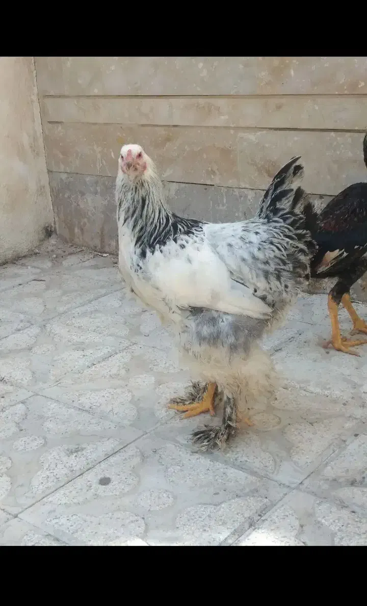 برهما|حیوانات مزرعه|شیراز, دشت چنار|دیوار