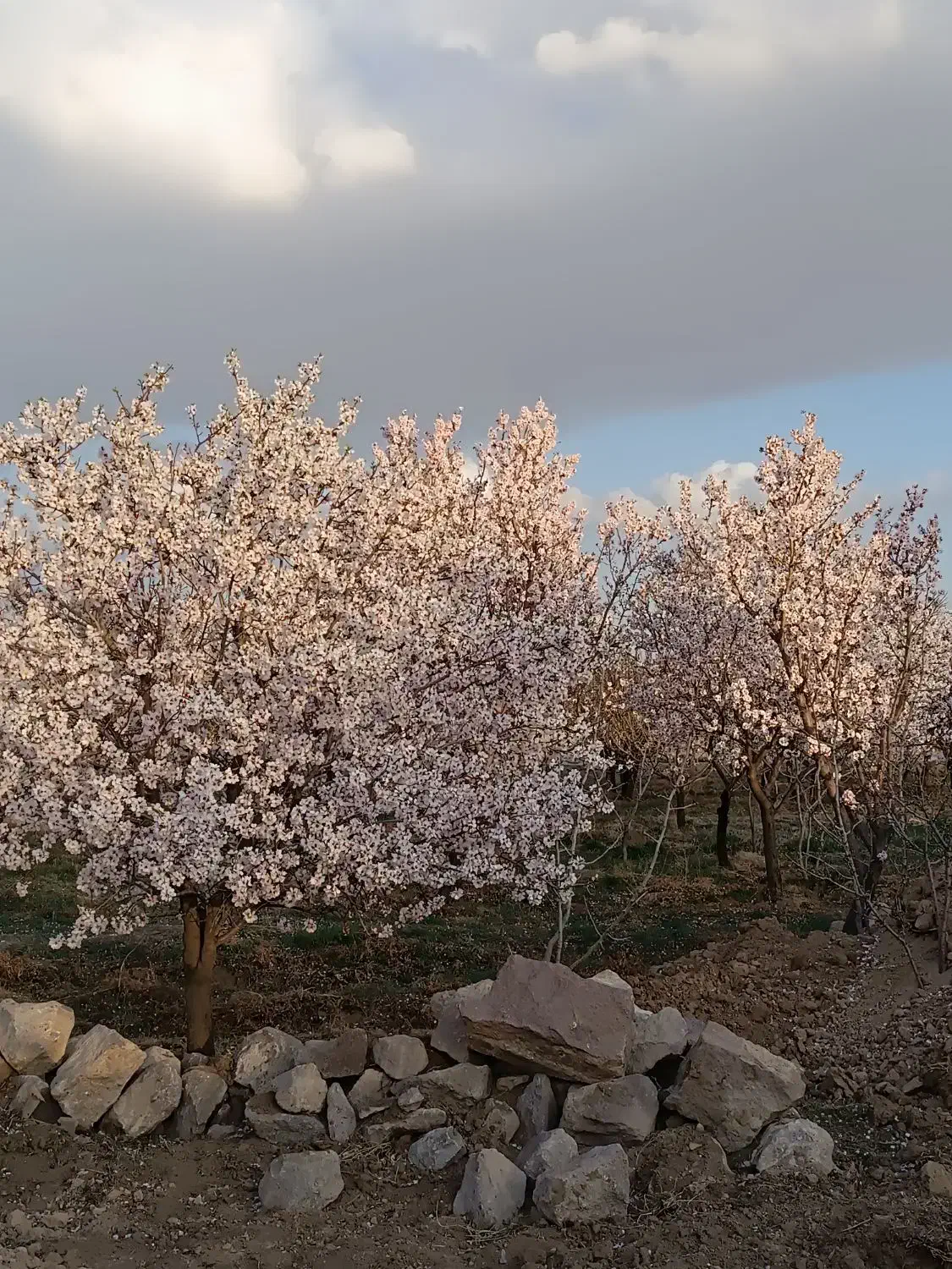 واگذاری باغ بادام و پسته در ینگی کند|اجارهٔ دفتر صنعتی، کشاورزی، تجاری|خسروشاه, |دیوار