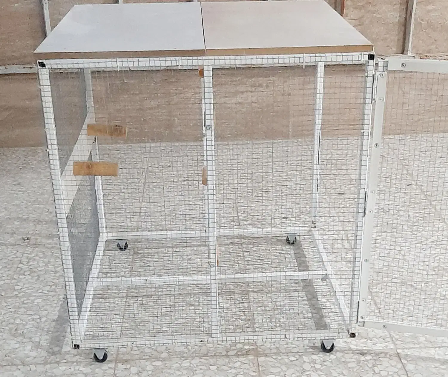 کفتر کبوتر|پرنده|شیراز, تندگویان|دیوار