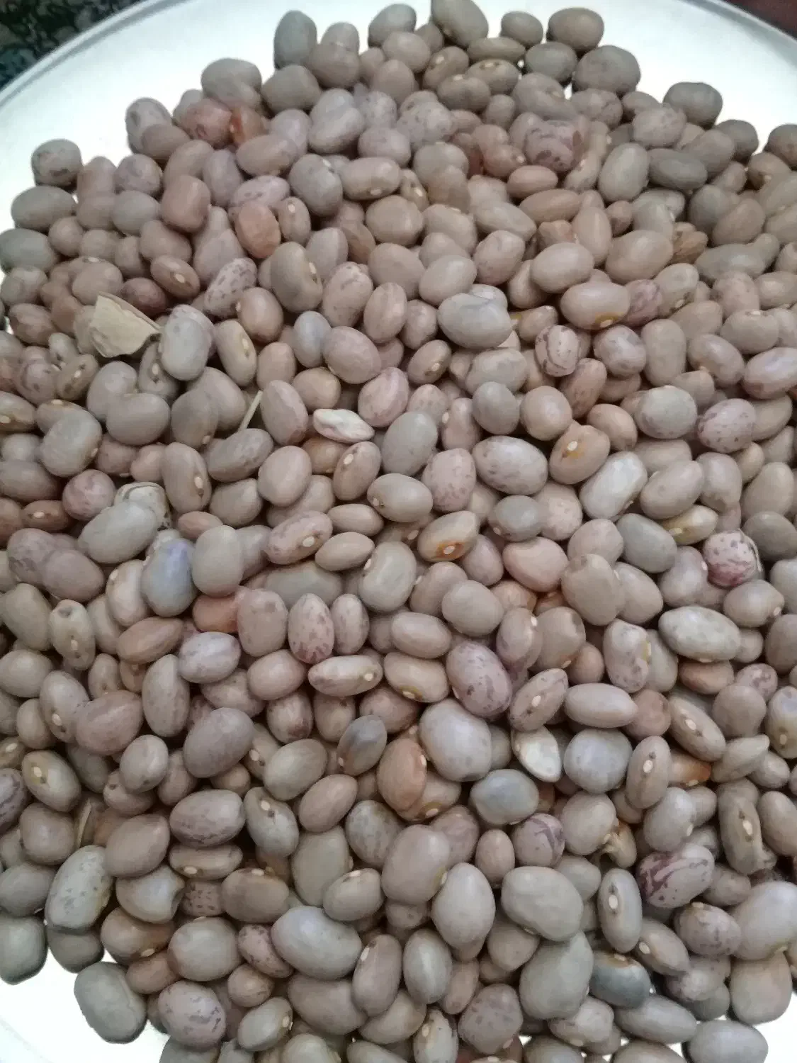 لوبیاچیتی|خوردنی و آشامیدنی|بانه, |دیوار