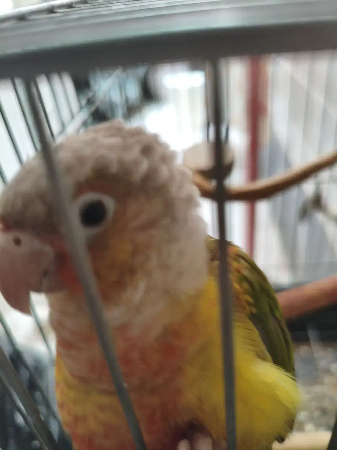 طوطی گیرینچیک|پرنده|تهران, حکیمیه|دیوار