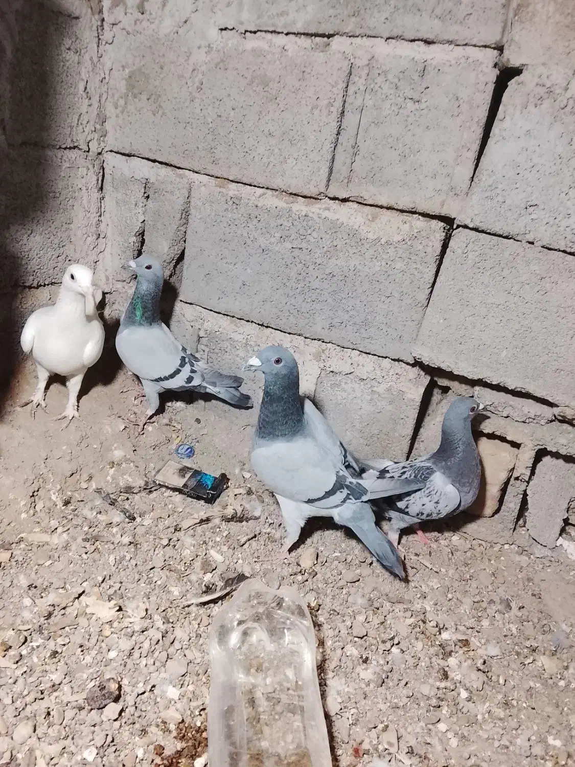 کفتر|پرنده|اردکان, |دیوار