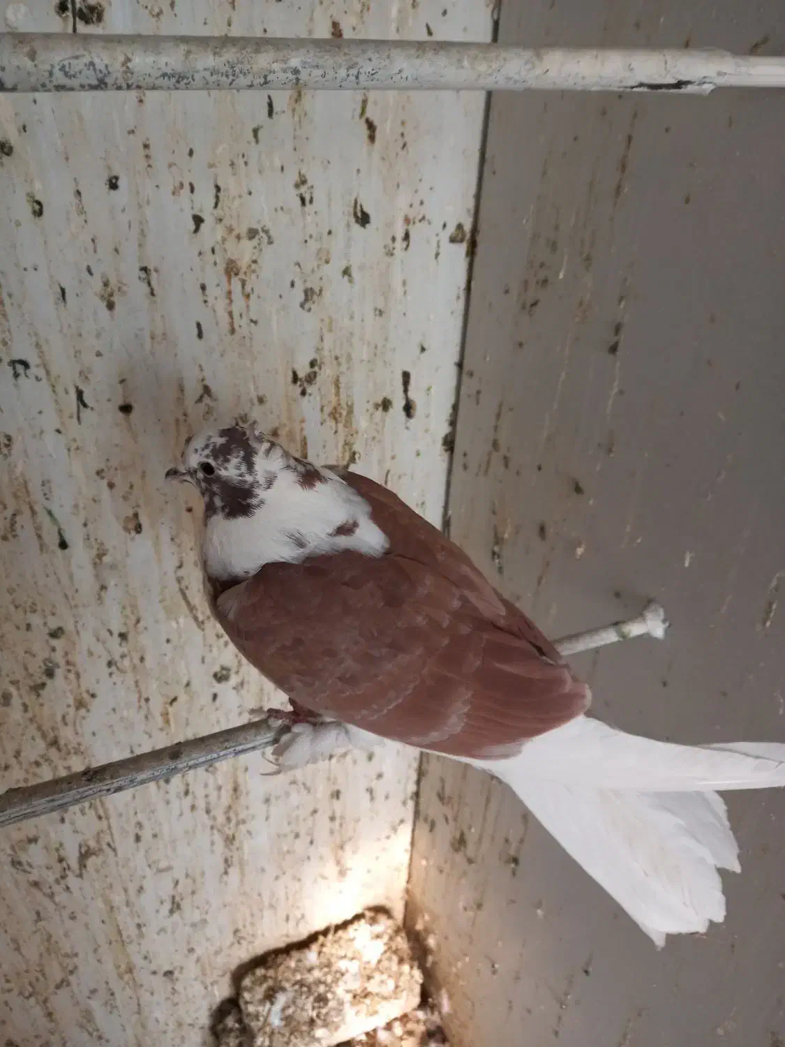 جوجه کبوتر پشت دار قرمز دم سفید پرشی|پرنده|تهران, هفده شهریور|دیوار