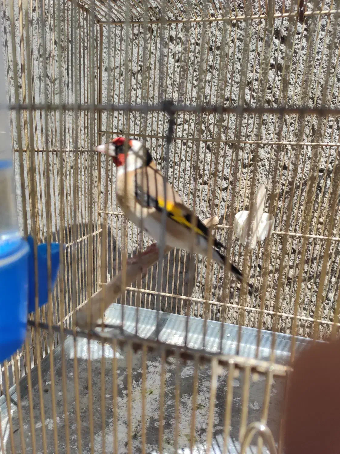 سهره|پرنده|ملایر, |دیوار