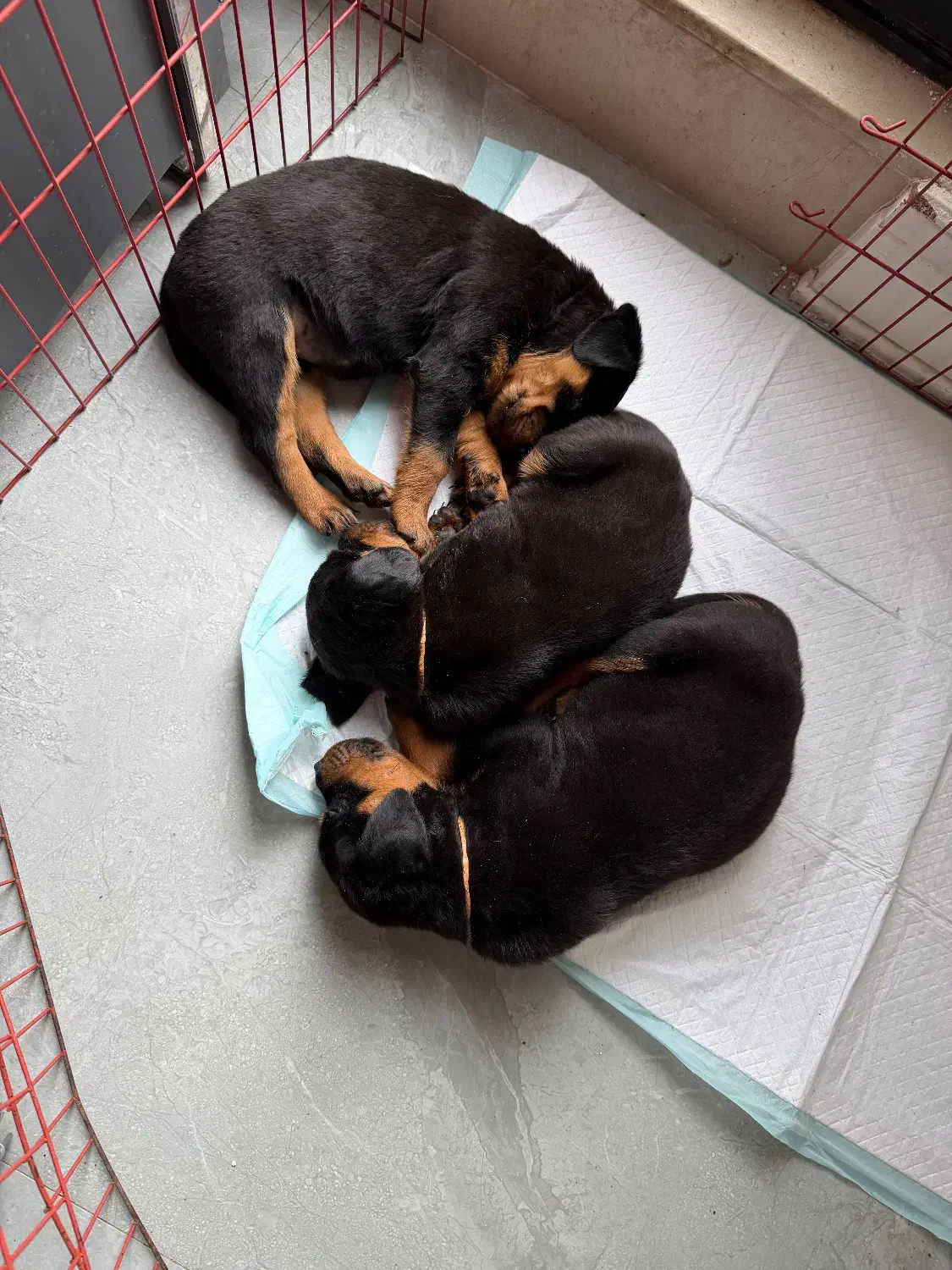 واگذاری توله روتوایلر|سگ|طرقبه, |دیوار