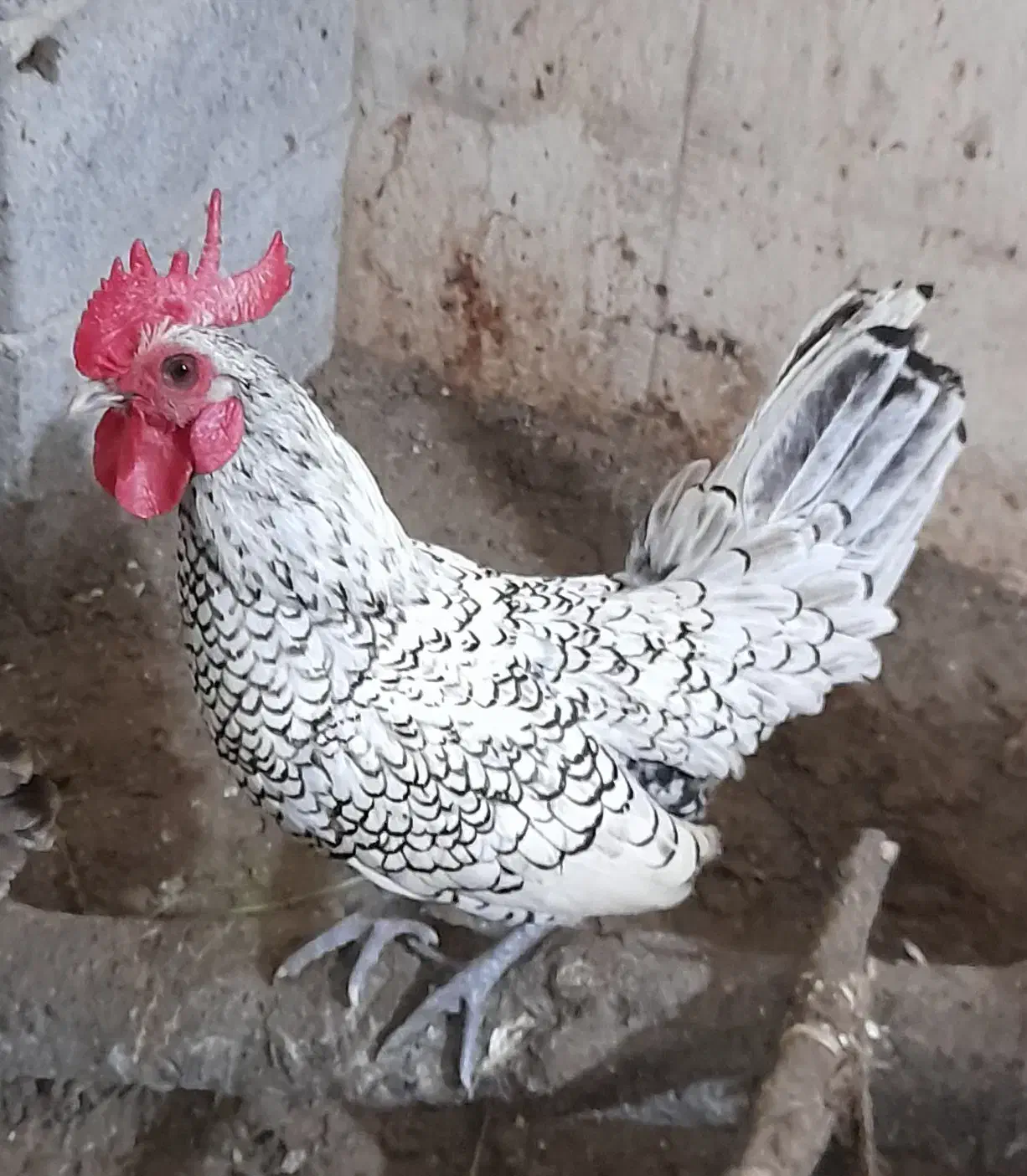 فروش خروس سیبرایت|حیوانات مزرعه|ری, ولی آباد|دیوار