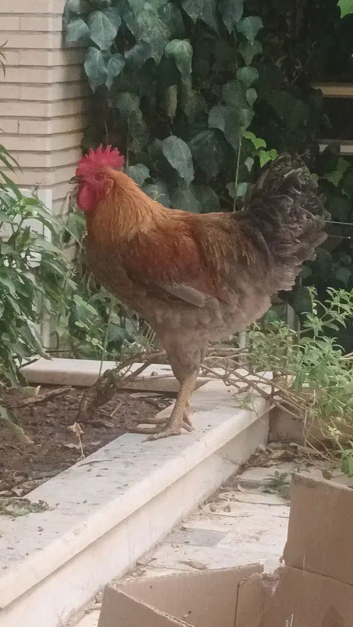 خروس جوان|پرنده|قم, زنبیل آباد|دیوار