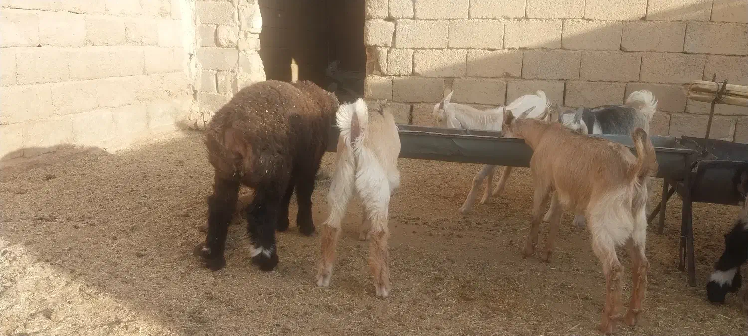 بره چاق ۳۴۰ کهره ۳۲۰|حیوانات مزرعه|آباده, |دیوار