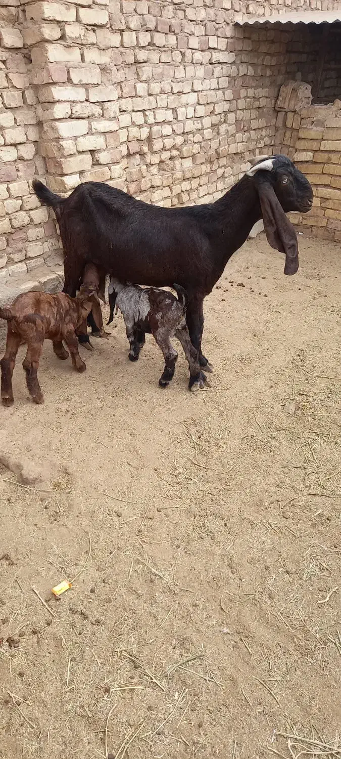 بز پاکستانی زاییده|حیوانات مزرعه|یزد, |دیوار