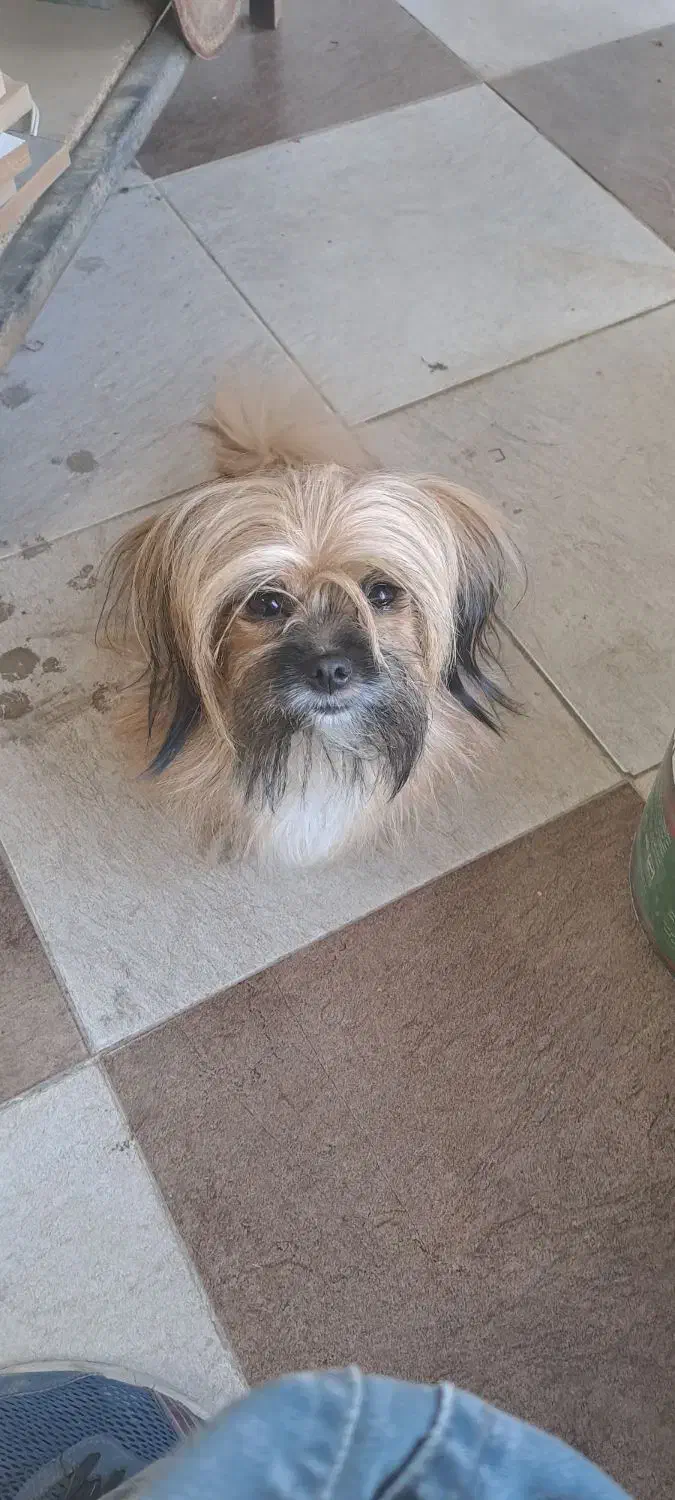 لی لی خانم ساکت دوست داشتنی|سگ|فردیس, سپید دشت|دیوار