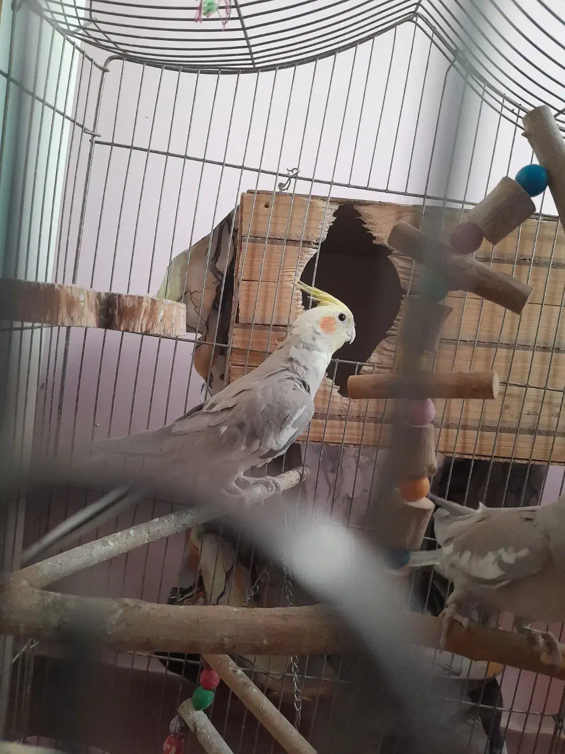 عروس هلندی و مرغ عشق|پرنده|فردیس, نسترن غربی|دیوار