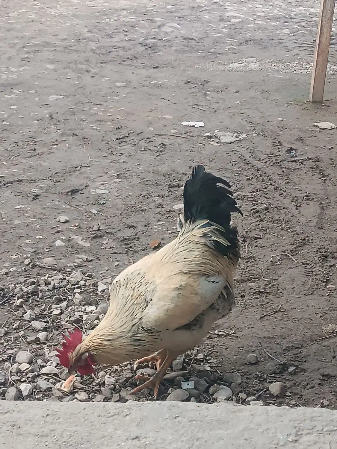 خروس محلی|حیوانات مزرعه|مینودشت, |دیوار