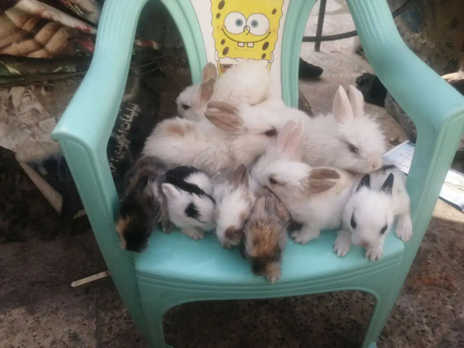 مینی وکوچولو|موش و خرگوش|مشهد, طبرسی شمالی|دیوار