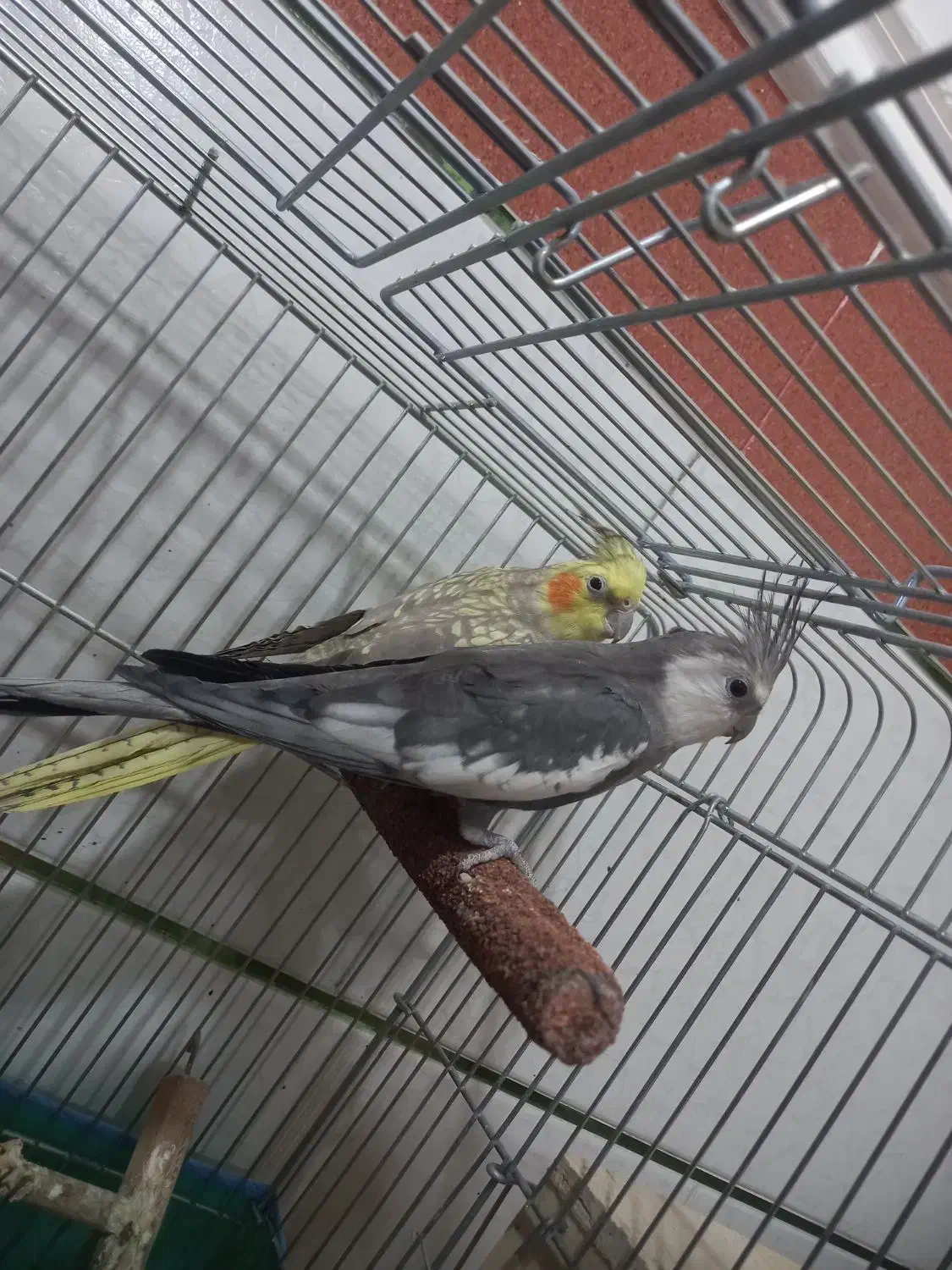 عروس هلندی|پرنده|اهرم, |دیوار