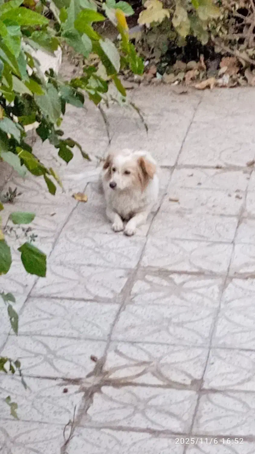 واگذاری سگ اپارتمانی|سگ|اراک, |دیوار