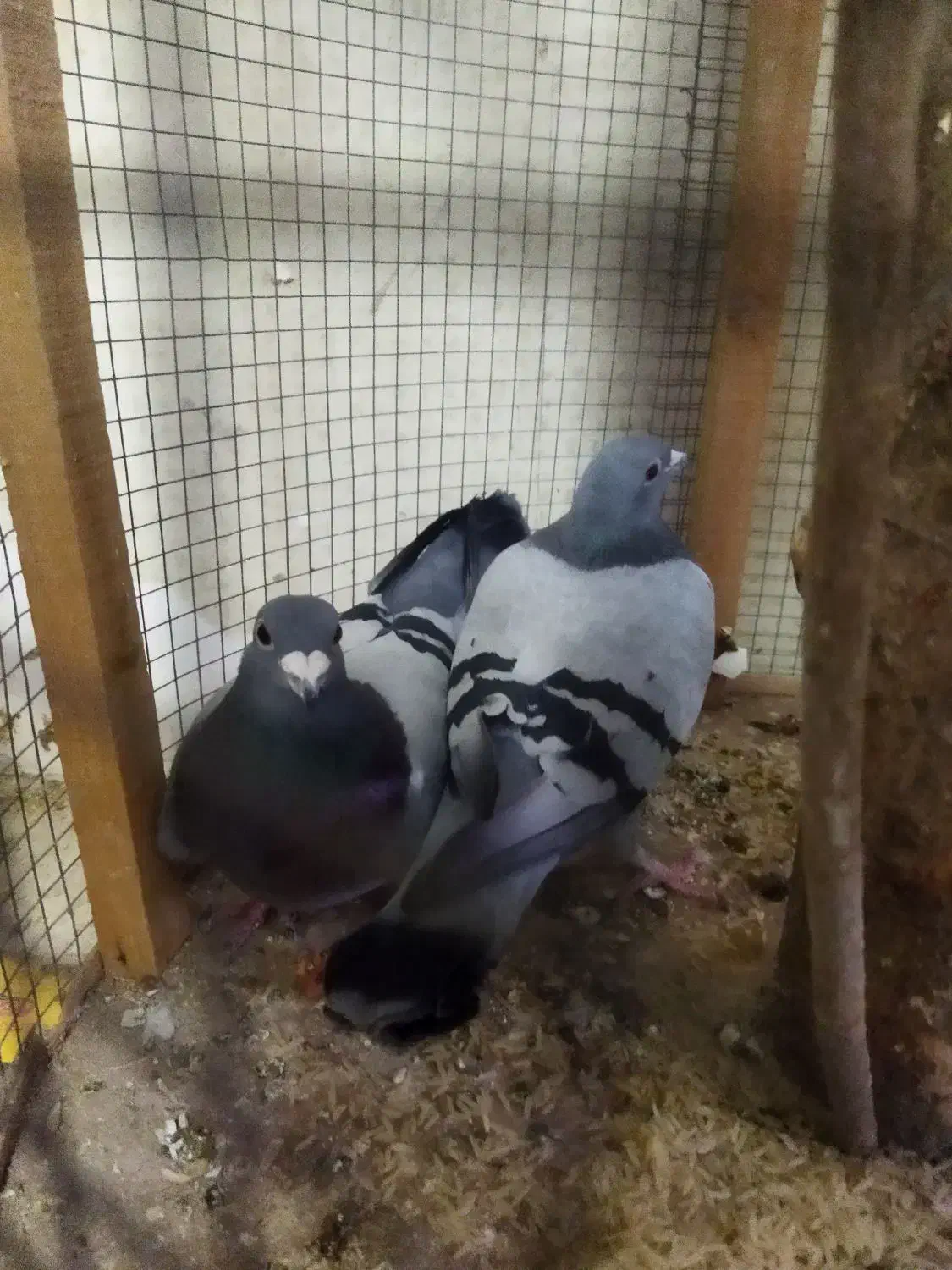 پلاکیاصل|پرنده|قم, نوبهار|دیوار