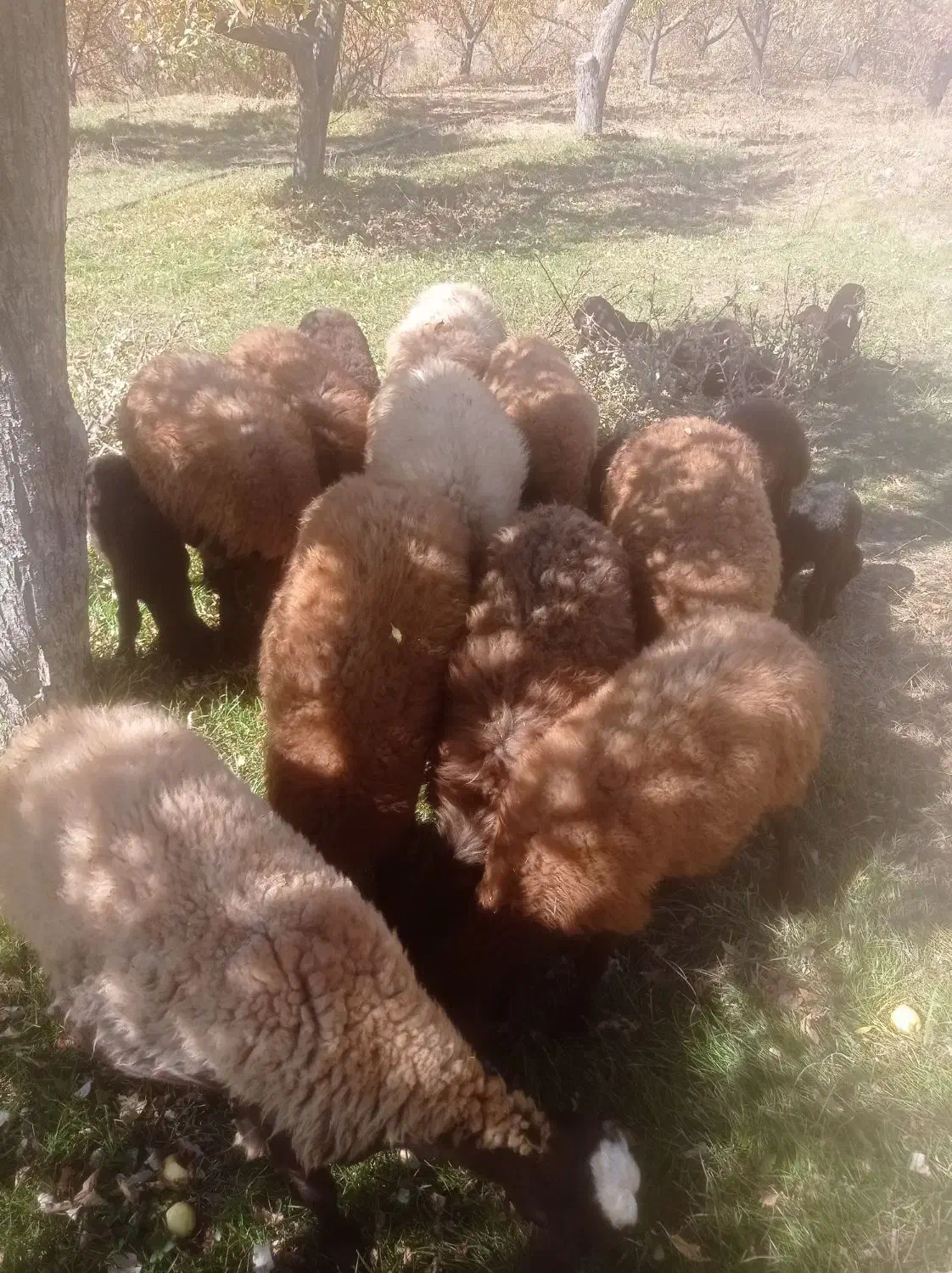 میش بره دار|حیوانات مزرعه|ماهنشان, |دیوار