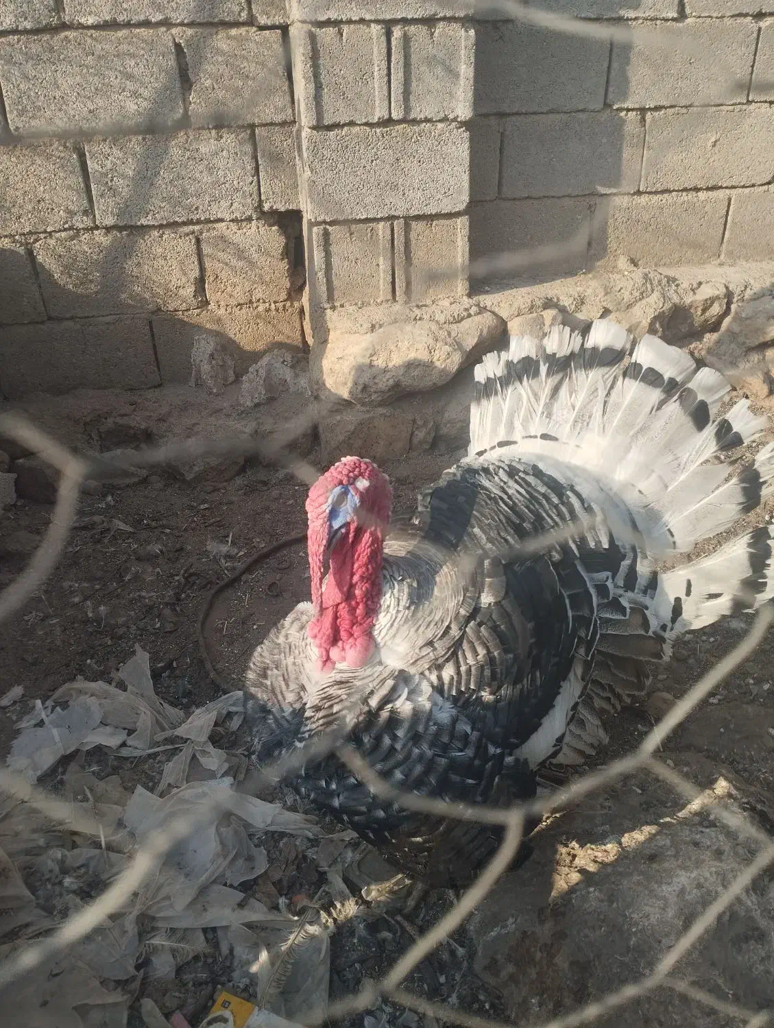 یک عدد بوقلمون به فروش میرسد.|حیوانات مزرعه|شیراز, کیان آباد|دیوار