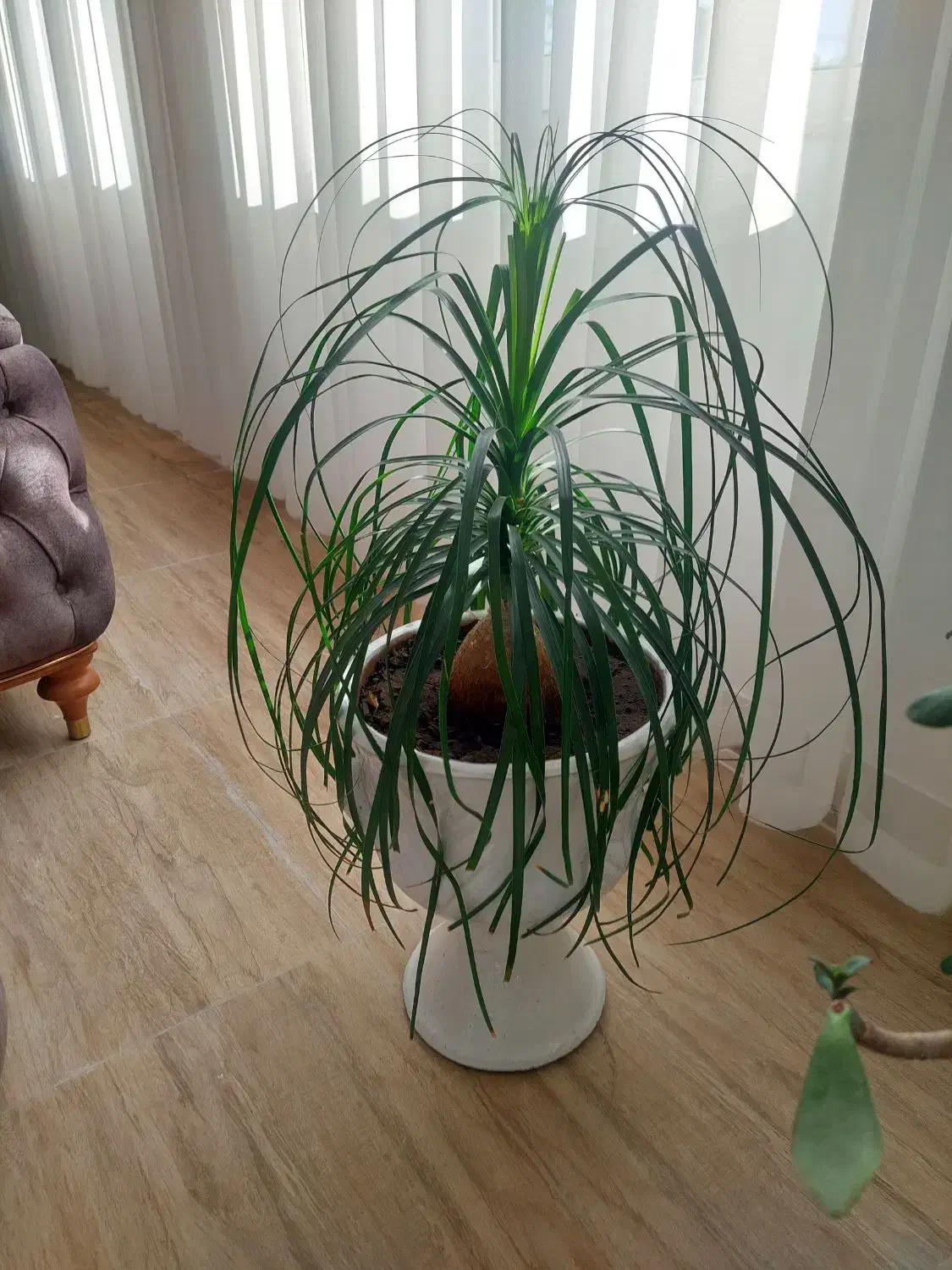 گلهای طبیعی و زیبا و شاداب|گل و گیاه طبیعی|سراب, |دیوار