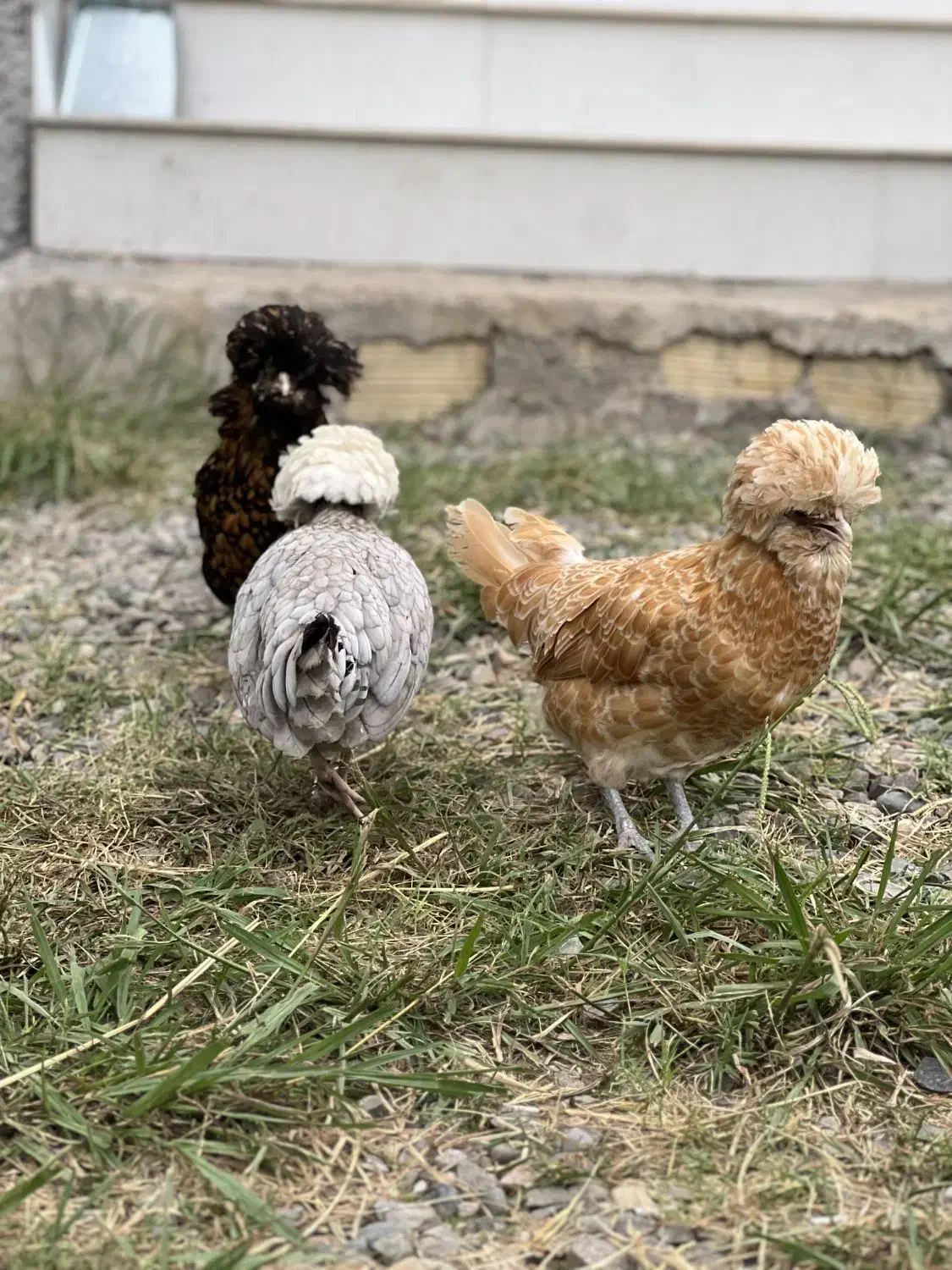 مرغ پولند لهستانی چاپتیز اورجینال|حیوانات مزرعه|رضوانشهر, |دیوار