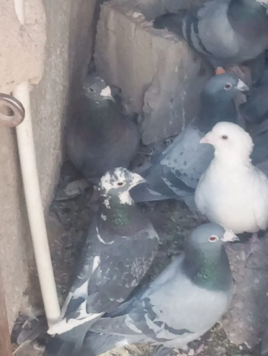 بیستون دوسه تا نر پلاکی مرغ و بپر|پرنده|بردسیر, |دیوار