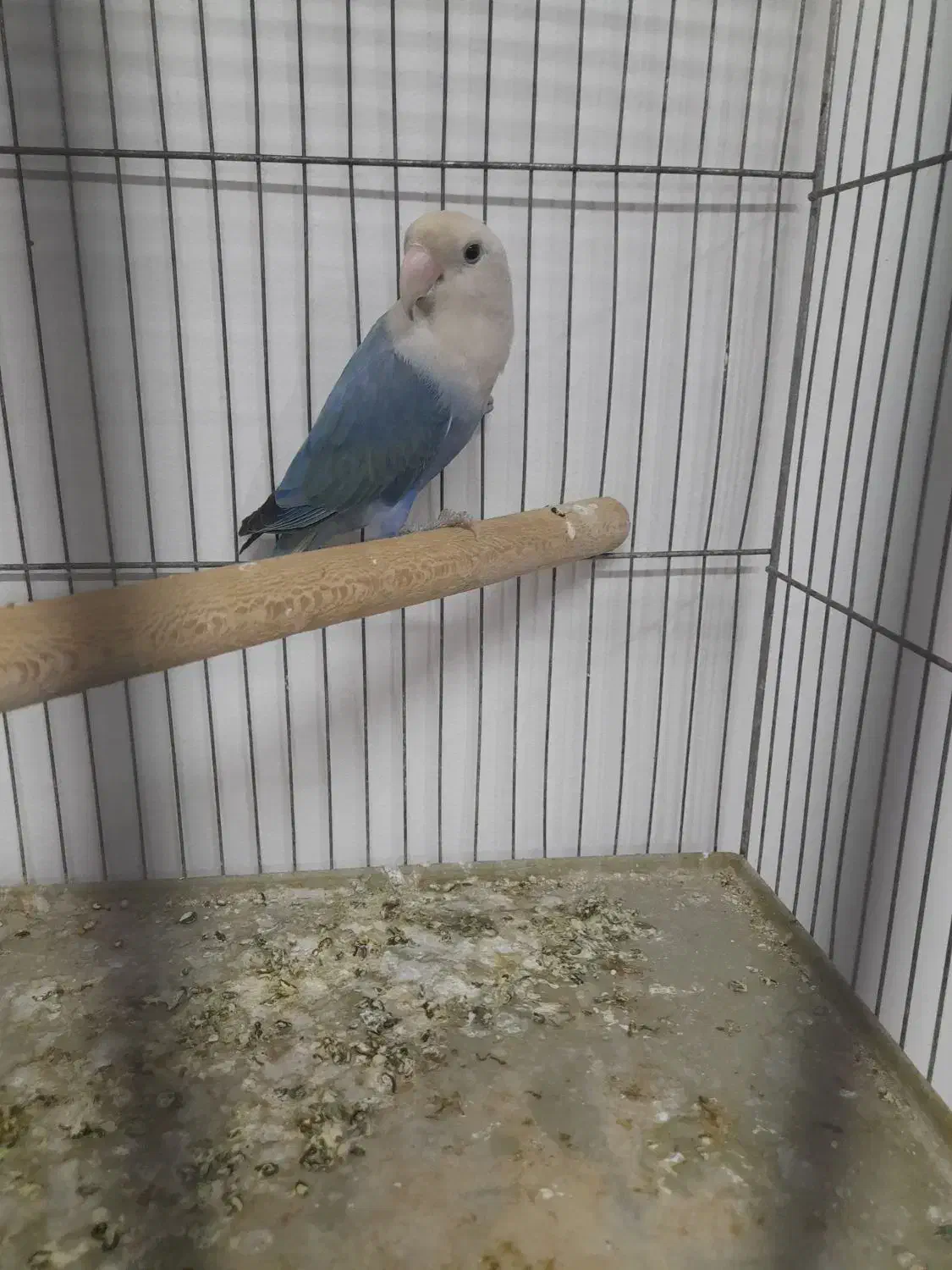 طوطی برزیلی|پرنده|اسلام‌شهر, مطهری|دیوار